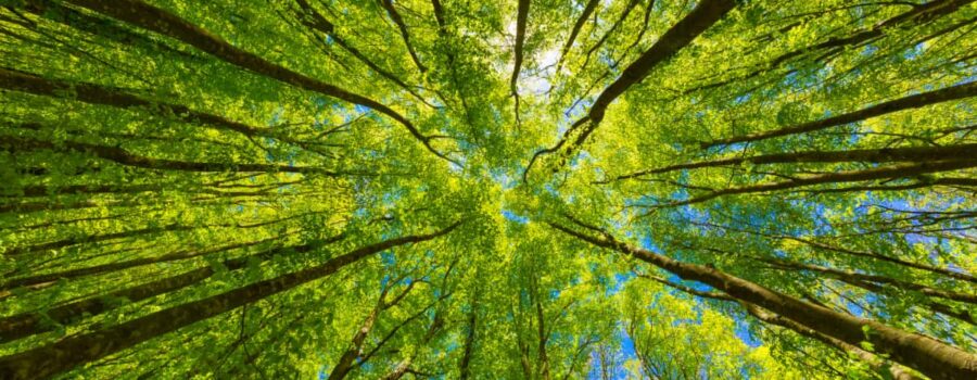Baumpflege - Foto zeigt einen Blick durch Bäume in den Himmel